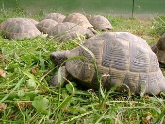 Malé suchozemské želvy + plně vybavená terária