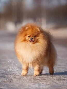POMERANIAN s PP FCI