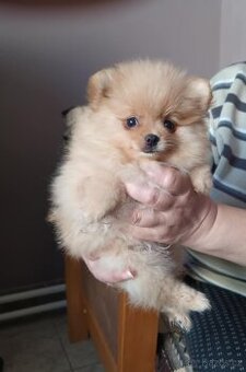 POMERANIAN s PP FCI