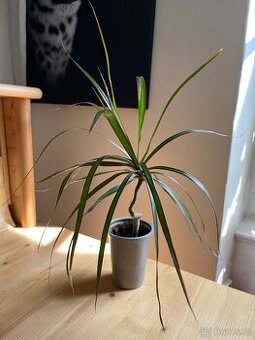 Dracena Marginata - 40 cm