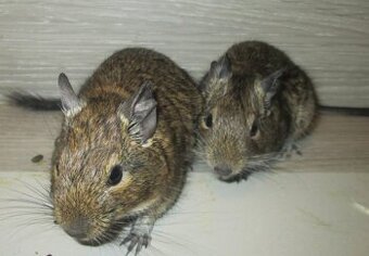 Osmák Degu - mláďata