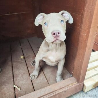 Americký pitbulterier pitbul pitbull lilac
