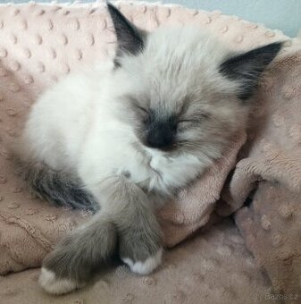 Ragdoll kříženec - 1