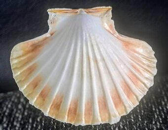 Svatojakubská mořská lastura mušle - 1
