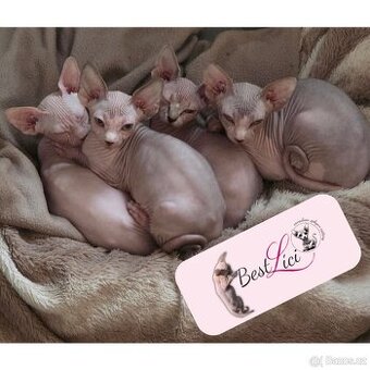Koťatka kanadský sphynx s PP (testovaní rodiče)