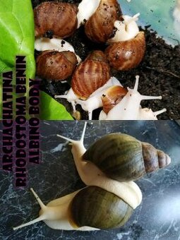 Šneci - mláďata afr. šneků RHODOSTOMA
