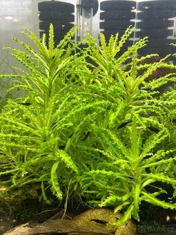 Rostlinka Pogostemon helferi - 1