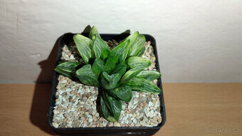 Haworthia Retusa variegated ( sukulent )