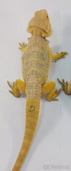 Agama vousatá - Pogona Vitticeps - CITRUS