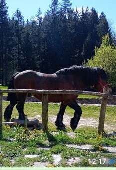 Prodej koně Horse chladnokrevny