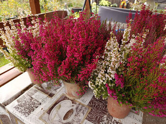 Vřesovec darlejský