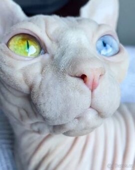 Kanadský sphynx s pp