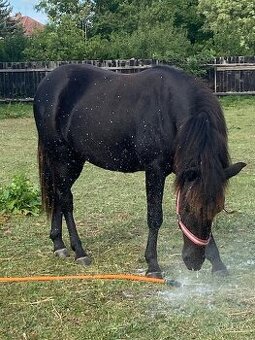 Na prodej roční kobyla pony/Paint horse