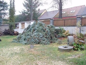 Smrk stříbrný, na adventní věnce, za odvoz.