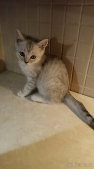 Britský whiskas kocourek s PP