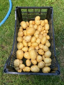 brambory možný dovoz