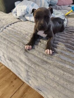 Stafordšírský bulteriér