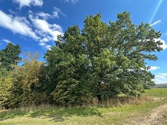 Prodej pozemku 637 m² – Otovice - 1