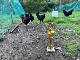 Ayam cemani - násadová vejce