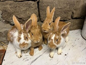 Český strakatý a burgundský kralik