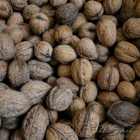 Vlašské ořechy - 1