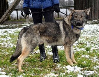BOLEK K ADOPCI - 1,5 ROKU, PŘÁTELSKÝ,KONTAKTNÍ,HRAVÝ