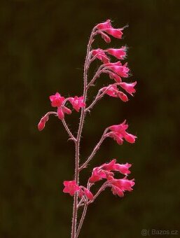 Heuchera dluzicha cerveny kvet - 1