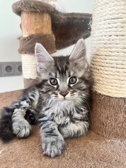Maine coon s PP - 1