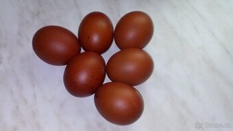Násadová vejce Maranska černá měděněkrká