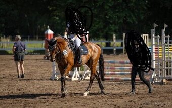 Prodej sportovního koně A1
