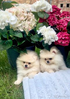 Pomeranian mini