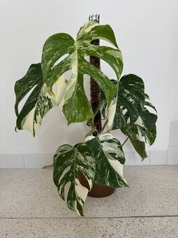 Monstera albo