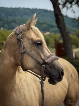 Palomino kobylka
