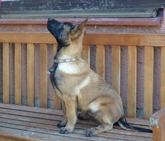 Belgický ovčák malinois s PP
