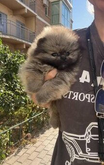 Pomeranian