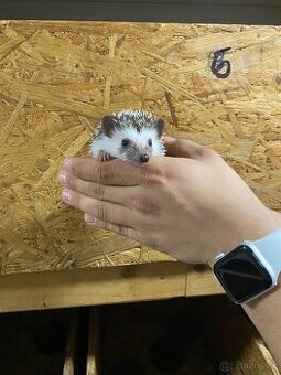 Ježek bělobřichý