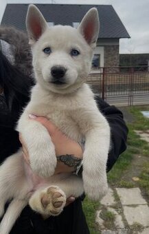 Štěňátka Husky