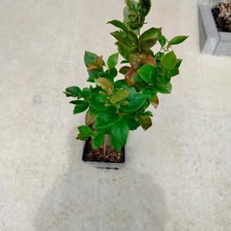 Prodám rostlinu Kanadská borůvka - Northland