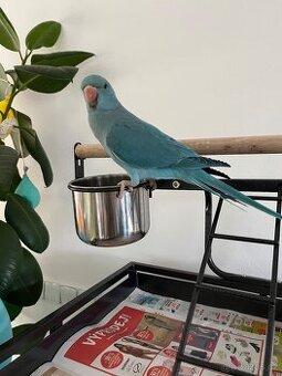 Alexandr malý - samička 5 měsíců