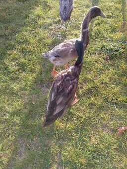 Indický běžec - dva kačeři