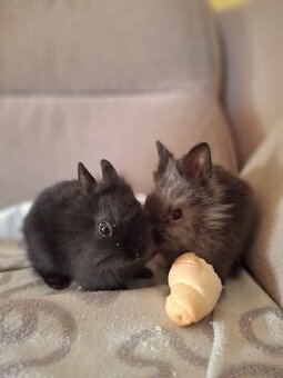 Zakrslý králíček