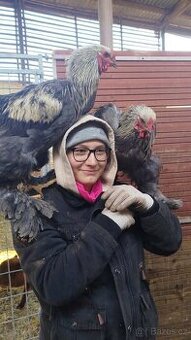 Kohout - Brahmanka velká (nestandardní zbarvení)