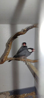 Prodám rýžovníky šedé