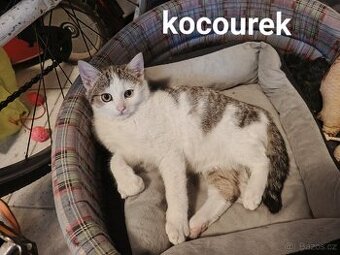 Daruji koťátka - 1