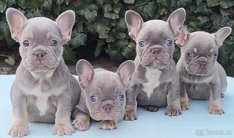 Francouzský buldoček - 1