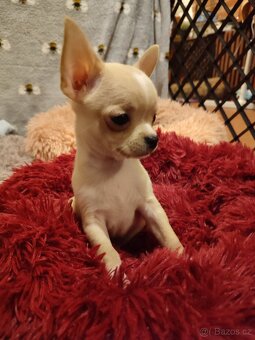 Čivava štěňátka s PP