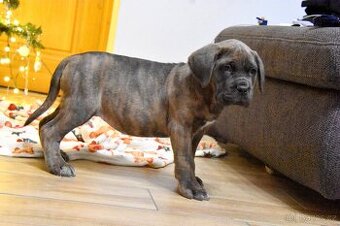 Štěňátka Cane Corso