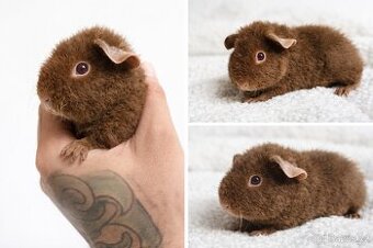 🐹🍫 US Teddy  – čokoládový sameček – poslední volný 🍂🐾