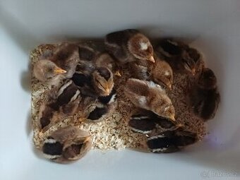 Prodám kuřata vlašky rodobarvý