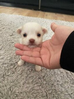 Prodám Mini Čivavu